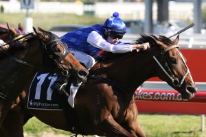 Rich Charm, above, has been scratched from the 2018 Aurie's Star Handicap at Flemington. Photo by Ultimate Racing Photos.