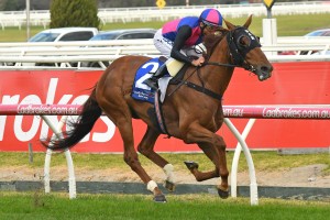 Damien Oliver will be free to ride Vega Magic, above, in the Group 1 Memsie Stakes at Caulfield. Photo by Ultimate Racing Photos.
