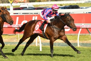 Tony Nicconi recorded a tough win in the Vain Stakes. Photo by: Ultimate Racing Photos