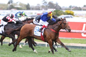 Santa Ana Lane, above, will kick off his 2018 Spring Carnival campaign in The Heath at Caulfield. Photo by Ultimate Racing Photos. 