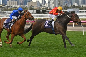 Voodoo Lad, above in red and yellow colours winning the Aurie's Star Handicap at Flemington, could back up in the B. P. Lawrence Stakes at Caulfield. Photo by Ultimate Racing Photos.
