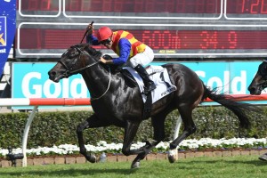 Pierata, above, is out of the 2018 Tramway Stakes after failing a vet's check. Photo by Steve Hart. 