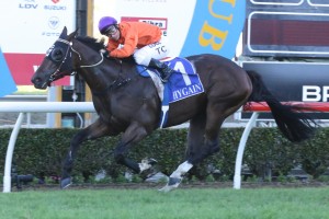 Takedown, above, is expected to race well in the Missile Stakes at Randwick. Photo by Daniel Costello. 