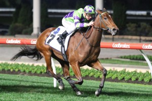 I Am A Star, above, is set to resume in the Aurie's Star Handicap at Flemington. Photo by Ultimate Racing Photos.