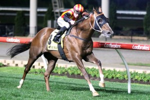 Showtine, above, has arrived in Melbourne in great shape ahead of the P.B. Lawrence Stakes at Caulfield. Photo by Ultimate Racing Photos. 