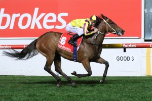 Super Too, above, has the pace to overcome the outside barrier in the 2018 Carlyon Stakes at The Valley. Photo by Ultimate Racing Photos.