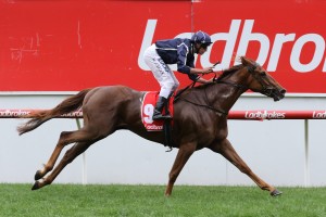 Widgee Turf, above, looks likely to head to Adelaide for the Penny Edition Stakes at Morphettville Parks. Photo by Ultimate Racing Photos.