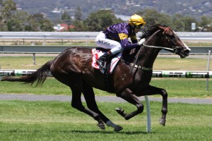 Grunt, above, will be set for the 2018 Memsie Stakes at Caulfield. Photo by Jenny Barnes.