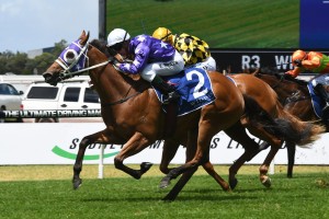 Fiesta, above in purple colours, is set to resume in the Silver Shadow Stakes at Randwick. Photo by Steve Hart.
