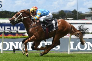 Performer, above, will resume for the 2018 Spring Carnival in the San Domenico Stakes at Rosehill. Photo by Steve Hart.