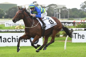 Jameka, above, hasn't raced since winning the 2017 The BMW at Rosehill. Photo by Steve Hart.