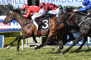 Sandbar, above in red and white colours, scores a gutsy first up win in the Rosebud at Rosehill. Photo by Steve Hart.