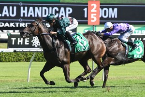 Lanciato, above in green and brown colours, will kick off his Epsom Handicap campaign in the Missile Stakes at Randwick. Photo by Steve Hart.  