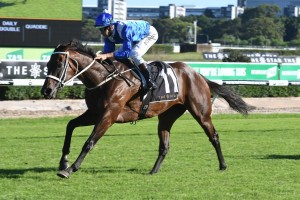 Winx, above, will be stepping out as a seven years old mare for the time in the 2018 Winx Stakes at Randwick. Photo by Steve Hart.