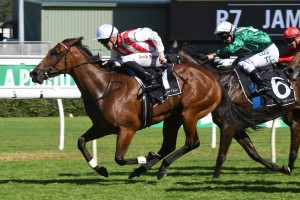 Shoals, above in red and white colours, is progressing nicely towards The Everest at Randwick. Photo by Steve Hart. 