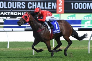 Redzel, above, is set to kick off his Everest 2018 defence in the Concorde Stakes at Randwick. Photo by Steve Hart.
