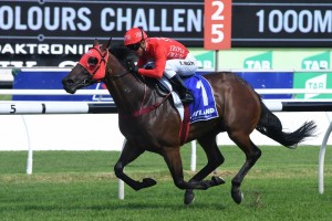 Redzel, above, is set to kick off his Everest 2018 defence in the Concorde Stakes at Randwick. Photo by Steve Hart.