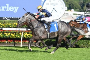 Chautauqua, above, failed to jump with the rest of the field again in a Rosehill barrier trial. Photo by Steve Hart.