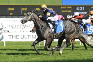 Chautauqua, above, will barrier trial in between races at Rosehill's Saturday meeting. Photo by Steve Hart.