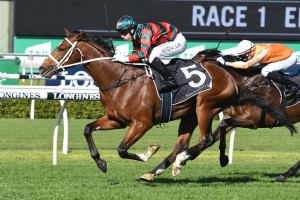 The Autumn Sun, above, is among the nominations for the 2018 Caulfield Guineas at Caulfield. Photo by Steve Hart.