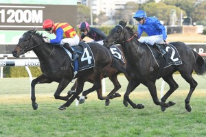 Pierata, above in red, yellow and blue colours, holds off Kementari in the Godolphin royal blue colours to win the Missile Stakes at Randwick. Photo by Steve Hart. 