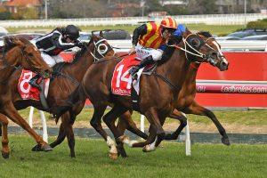 Showtime returned to winning form in the P.B. Lawrence Stakes. Photo by: Ultimate Racing Photos