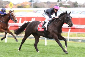 Mr Sneaky, above, is creeping into contentions for the Sir Rupert Clarke Stakes at Caulfield. Photo by Ultimate Racing Photos. 