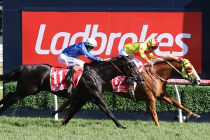 Mighty Boss, above in yellow and red colours, has worked strongly in the lead up to the Dato' Tan Chin Nam Stakes at The Valley. Photo by Ultimate Racing Photos.