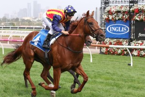 Nature Strip, above, will run in the McEwen Stakes at The Valley. Photo by Ultimate Racing Photos. 