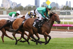 Humidor,above, will dodge Winx in the 2018 Cox Plate despite winning the Memsie Stakes at Caulfield. Photo by Ultimate Racing Photos.