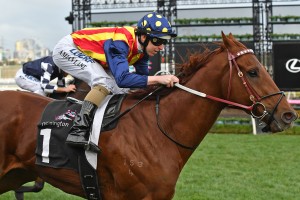 Nature Strip, above, is the short priced favourite for the 2018 Moir Stakes at The Valley. Photo by Ultimate Racing Photos.
