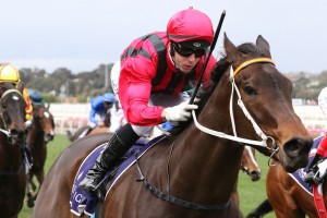 Smart Melody, above, scored a brilliant win in the Cap D'Antibes Stakes at Flemington,. Photo by Ultimate Racing Photos. 