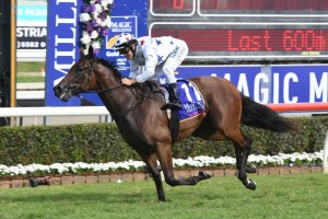 Sunlight, above, is out of The Run To The Rose at Rosehill. Photo by Steve Hart. 