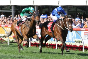 Winx, above in blue colours beating Humidor in green colours, in the 2017 Cox Plate at The Valley. Photo by Ultimate Racing Photos. 