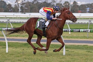 Nature Strip, above, will run in The Everest for slot holder the ATC at Randwick. Photo by Ultimate Racing Photos. 