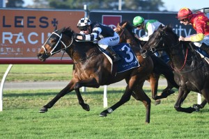 Carzoff, above in black and white colours, has been withdrawn from the 2018 The Metropolitan at Randwick. Photo by Steve Hart. 