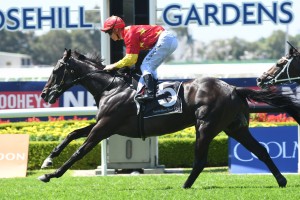 Auvray, above, has drawn barrier 2 in the capacity field in The Metropolitan at Randwick. Photo by Steve Hart.