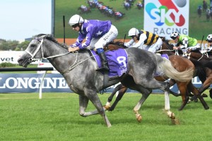 D'Argento, above, has drawn the rails in the 2018 Epsom Handicap at Randwick. Photo by Steve Hart.