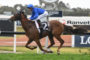 Home Of The Brave, above, is one of three runners to carry the Godolphin royal blue colours in the 2018 Sir Rupert Clarke Stakes at Caulfield. Photo by Steve Hart. 