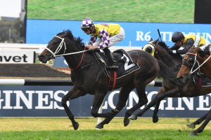 Lean Mean Machine,above, produced a last to first win in The Run To The Rose at Rosehill. Photo by Steve Hart.