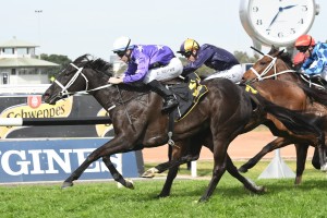 Noire. above in purple colours, scores a last to first win in the Shannon Stakes at Rosehill. Photo by Steve Hart.   