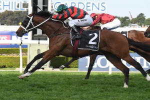 The Autumn Sun, above, scores a last to first win in the 2018 Golden Rose Stakes at Rosehill. Photo by Steve Hart.