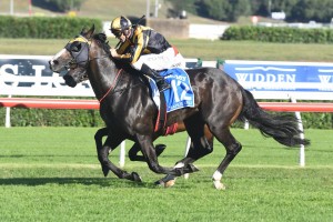 Trapeze Artist, above, is set to kick off his 2018 The Everest campaign in the Theo Marks Stakes at Rosehill. Photo by Steve Hart.