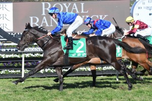 Avilius, above. will run in The Bart Cummings at Flemington. Photo by Steve Hart. 