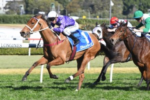Fiesta, above in purple colours, has drawn a better barrier in the 2018 Flight Stakes at Randwick. Photo by Steve Hart.