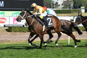 Comin' Through, above, has resumed for the 2018 Spring Carnival with a win in the Tramway Stakes at Randwick. Photo by Steve Hart.