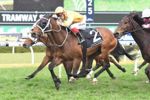 Comin' Through, above, is chasing a hat trick of wins in the Makybe Diva Stakes at Flemington. Photo by Steve Hart.