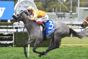 Pure Elation,above, secured a rails run to win the 2018 Furious Stakes at Randwick. Photo by Steve Hart.