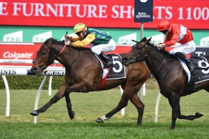 Ball Of Muscle, aabove in green and gold colours, wins The Shorts at Randwick. Photo by Steve Hart.