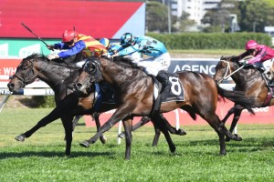 Siege Of Quebec, above in light blue colours, scores a nose win in the Bill Ritchie Handicap at Randwick. Photo by Steve Hart. 